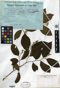 Mortoniodendron costaricense image