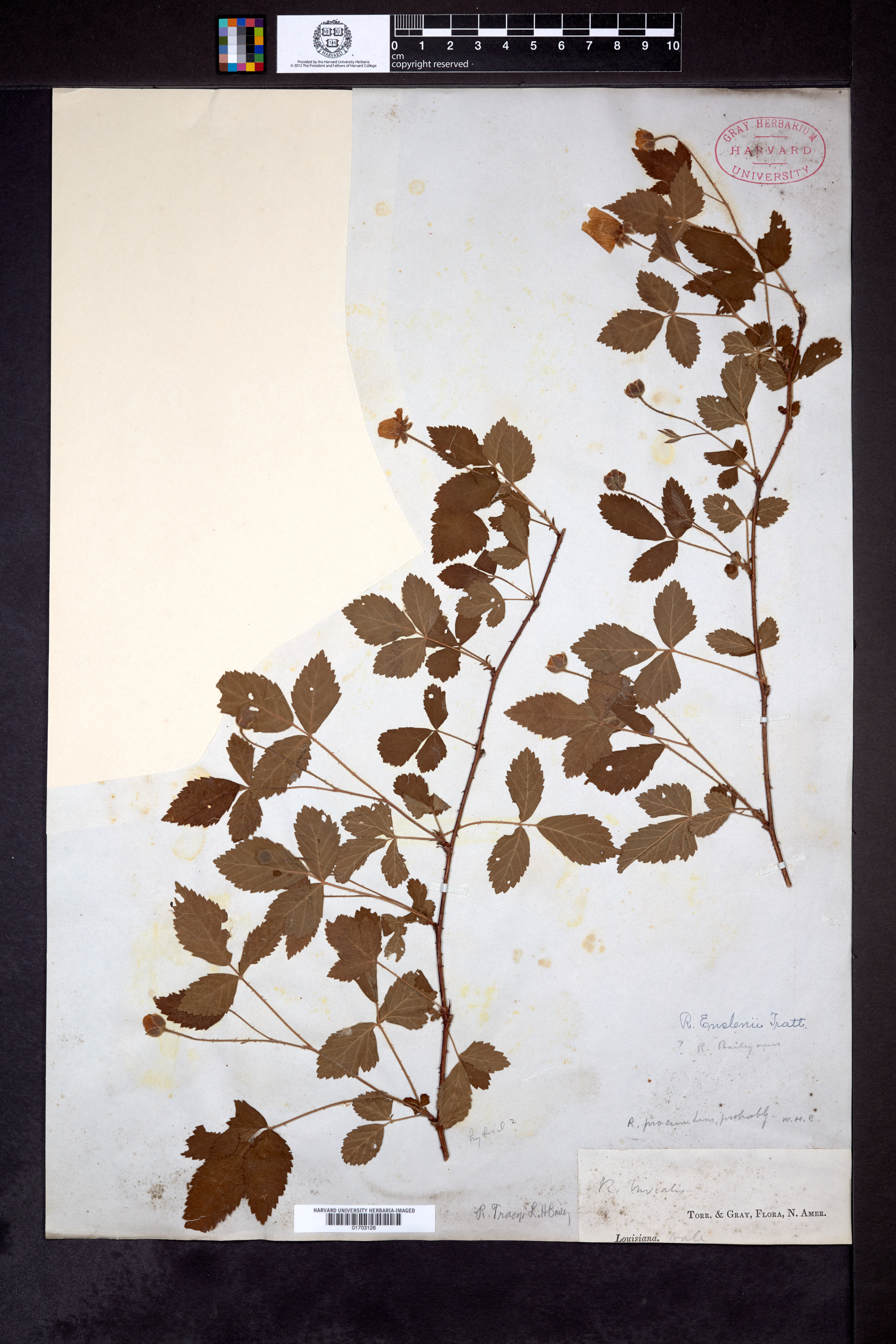 Rubus tracyi image