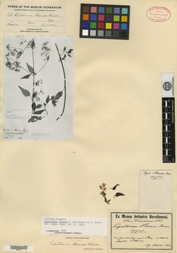 Fleischmannia lloensis image