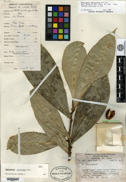 Daphnopsis macrocarpa image
