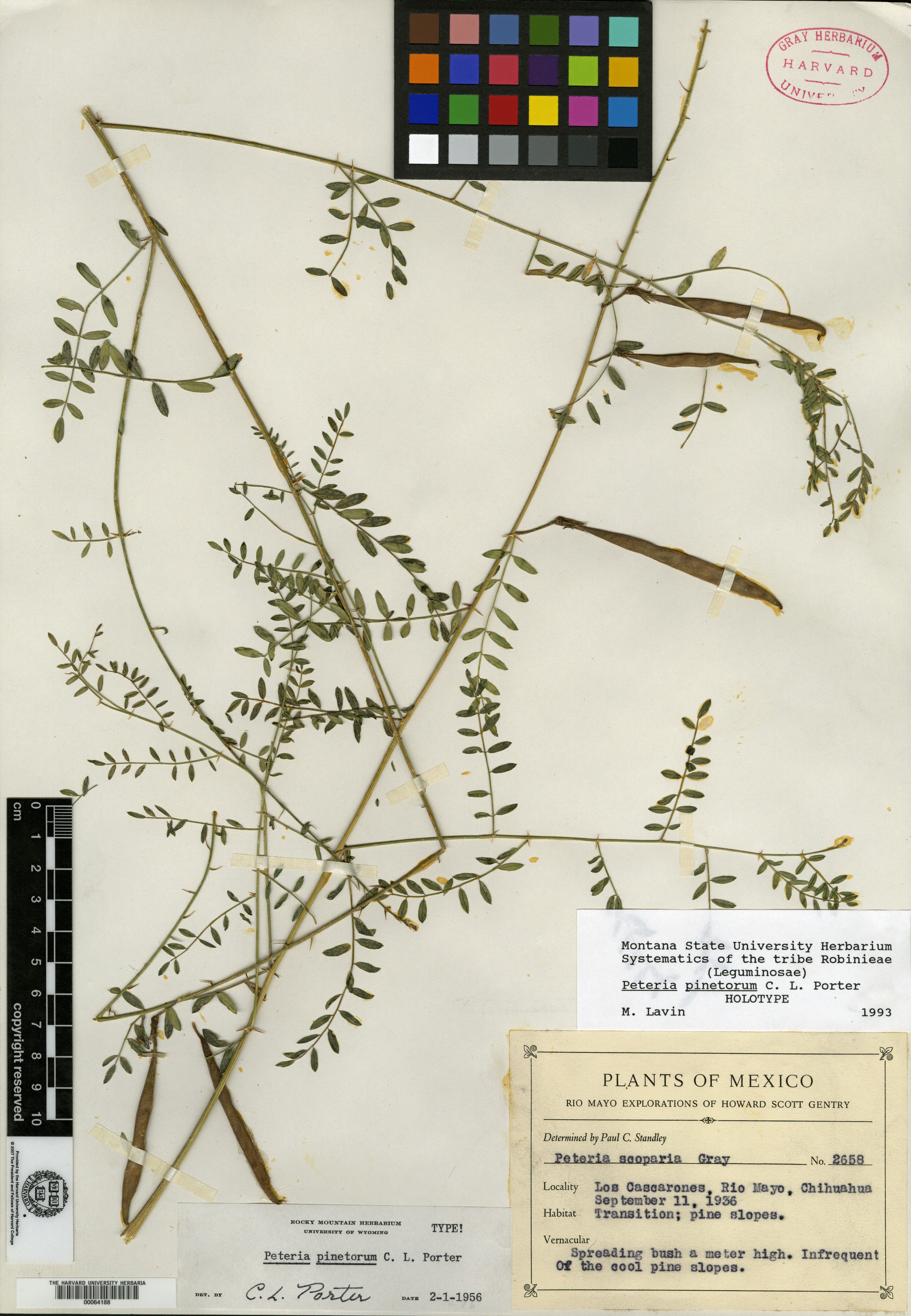 Peteria pinetorum image