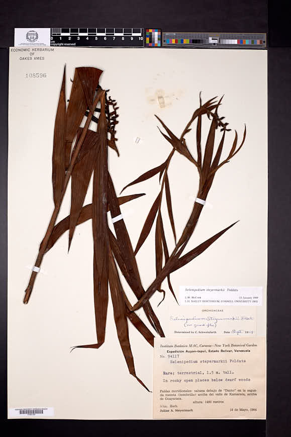 Selenipedium steyermarkii image