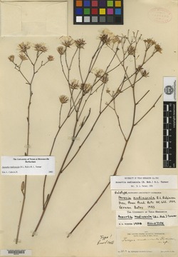 Acourtia nudiuscula image