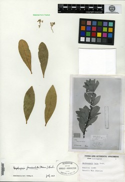 Daphnopsis fasciculata image