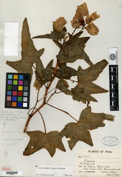 Begonia velata image