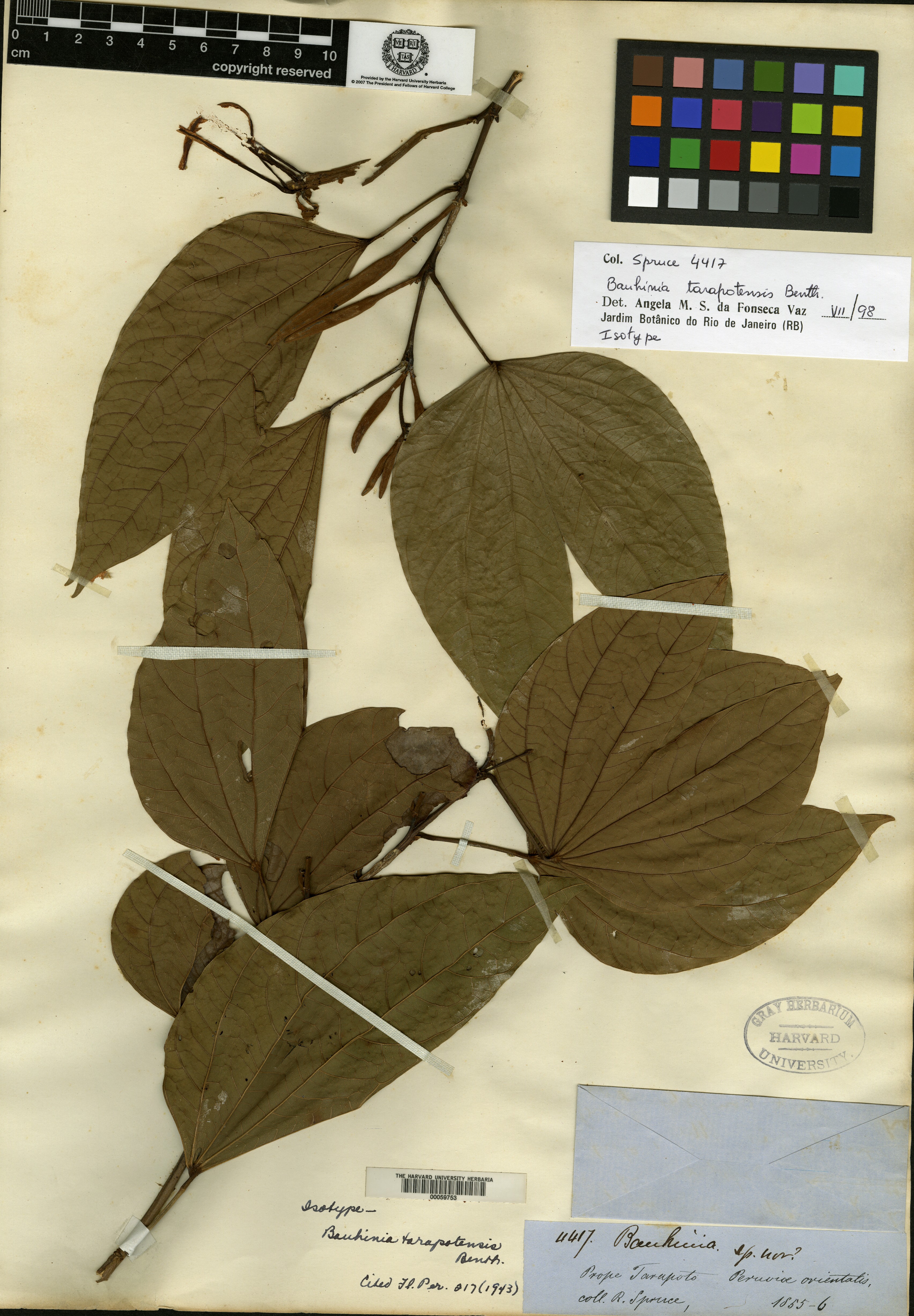 Bauhinia yunnanensis image