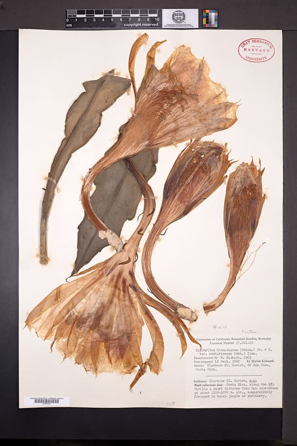 Epiphyllum thomasianum image