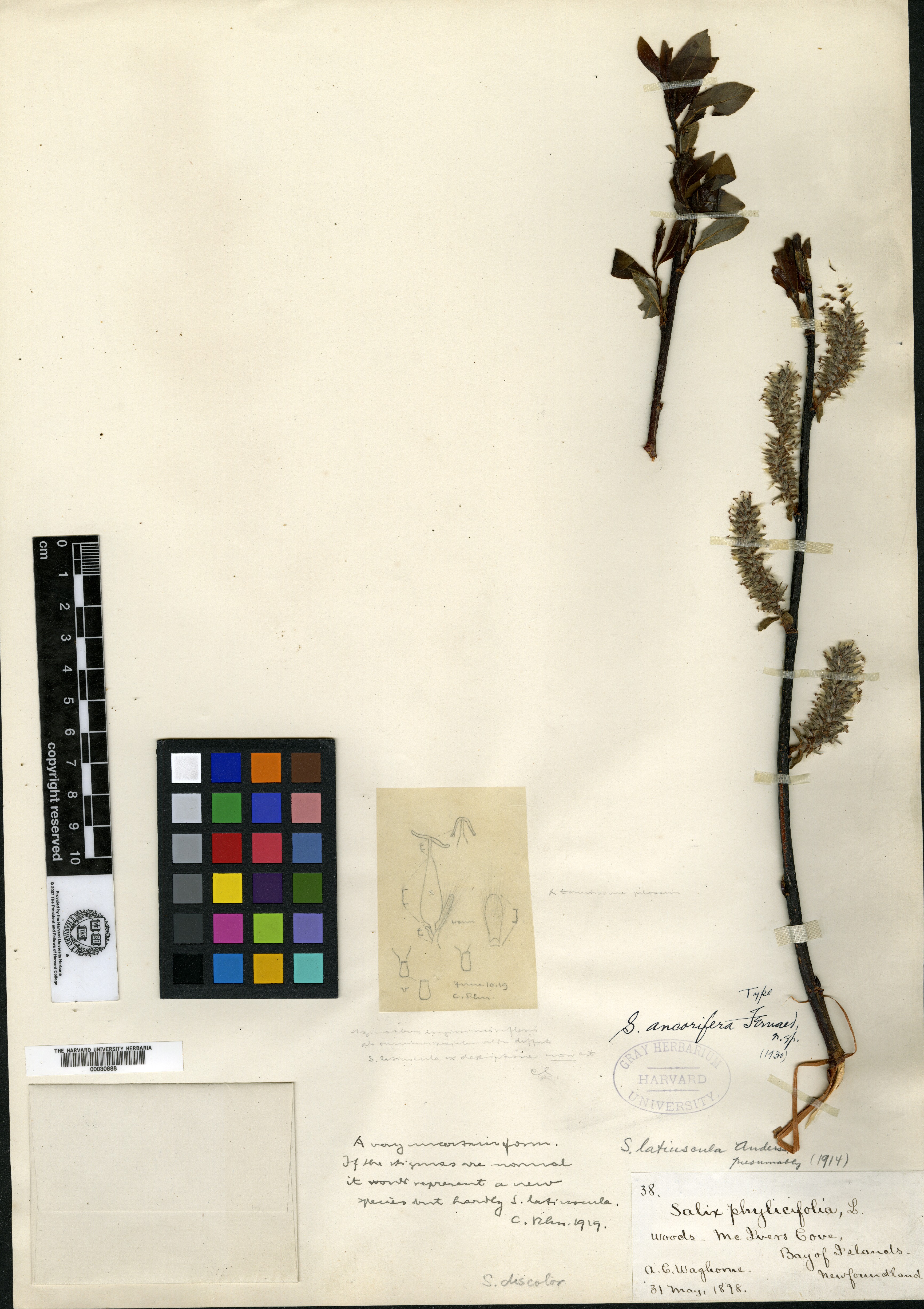 Salix ancorifera image