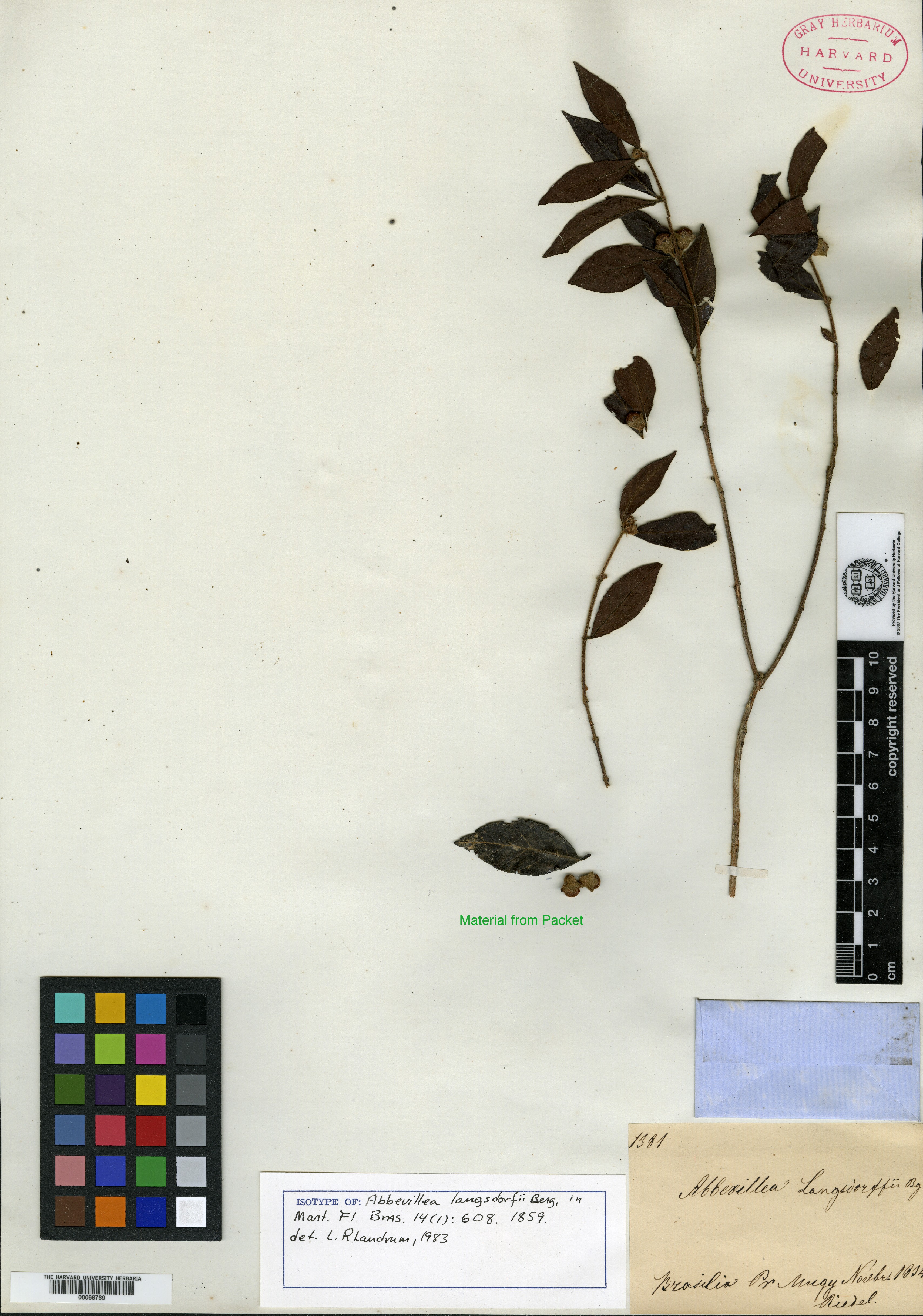 Syzygium hemilamprum image