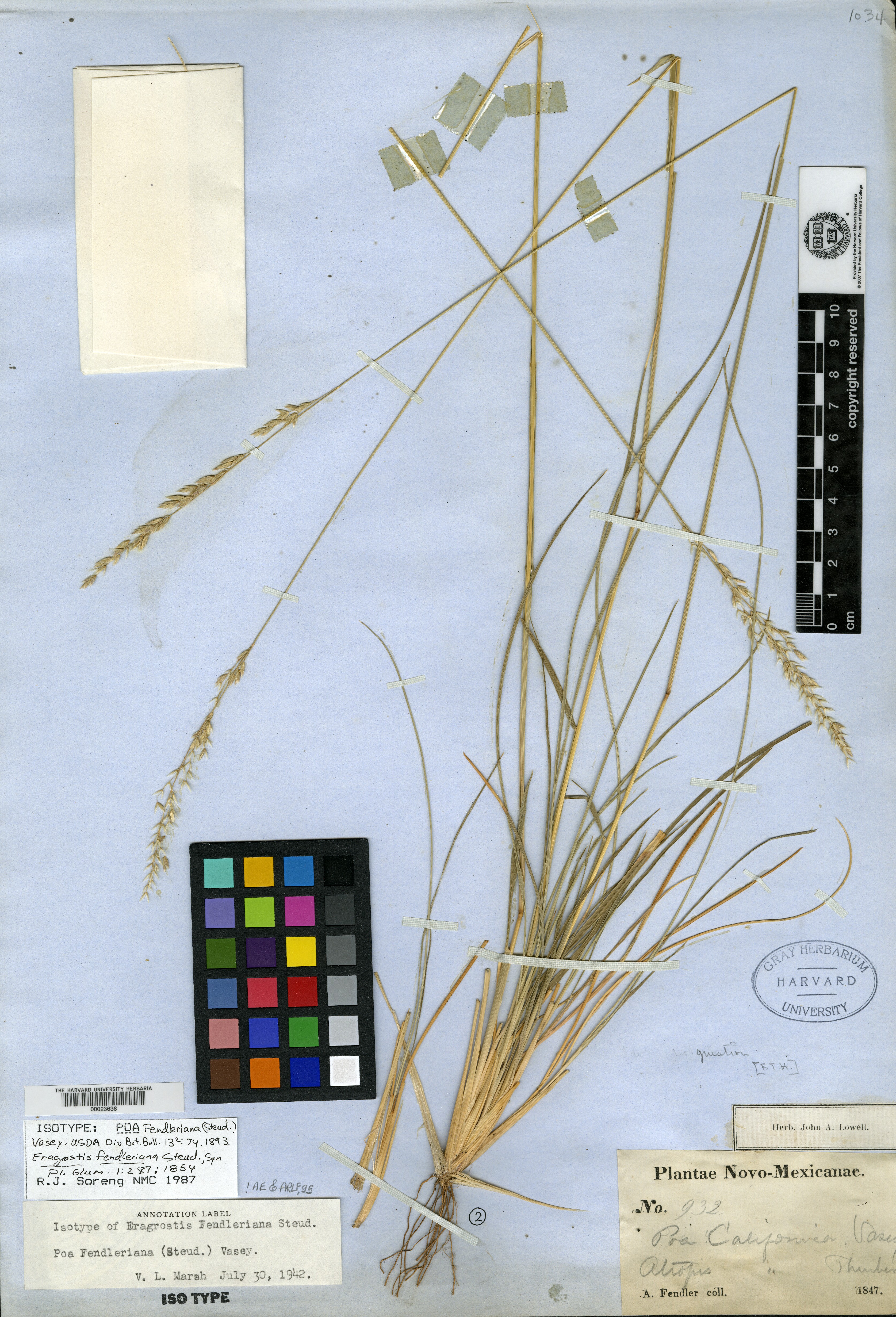 Eragrostis fendleriana image
