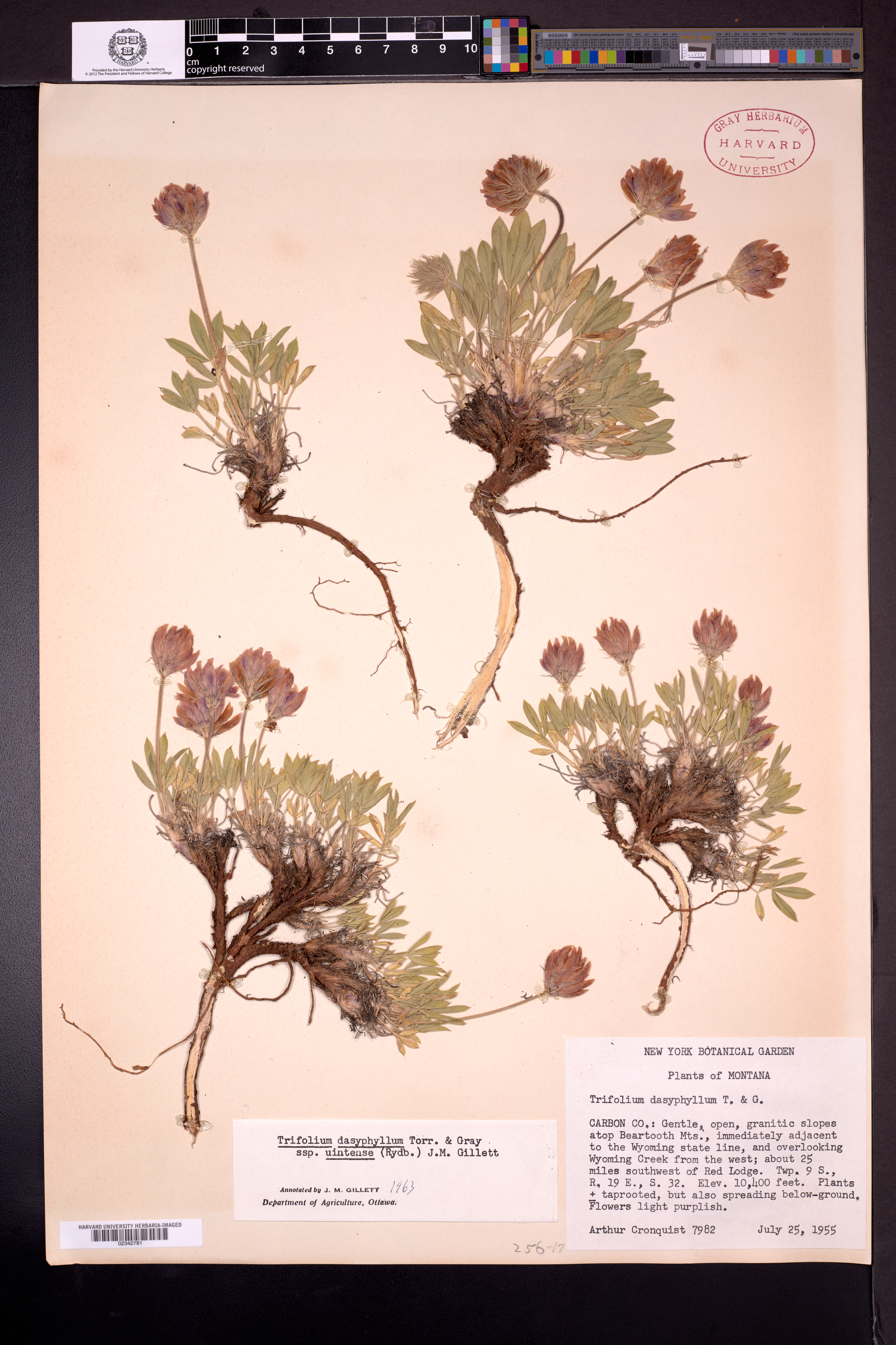 Trifolium dasyphyllum subsp. uintense image