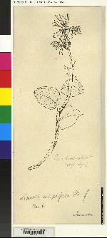 Liparis crispifolia image