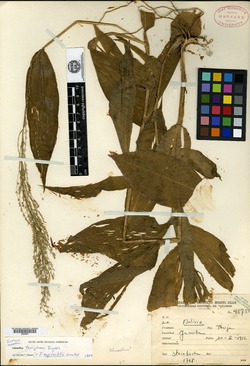 Ichnanthus tarijianus image