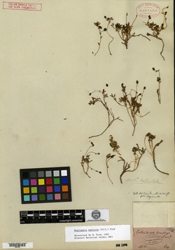 Montiopsis andicola image