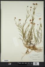Coreopsis rosea image