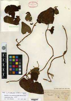 Aristolochia costaricensis var. zamorensis image