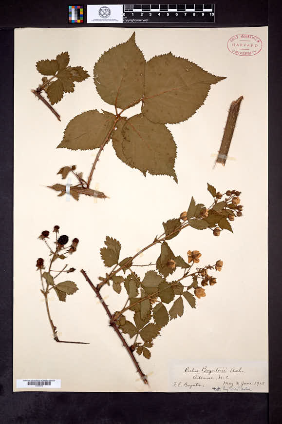 Rubus boyntonii image