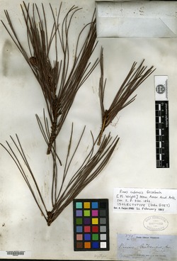 Pinus cubensis image