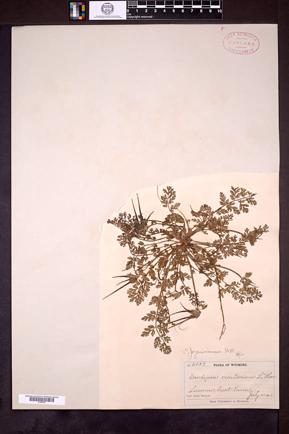 Erodium salzmannii image