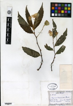 Begonia edmundoi image