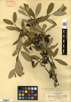 Osmaronia padiformis image
