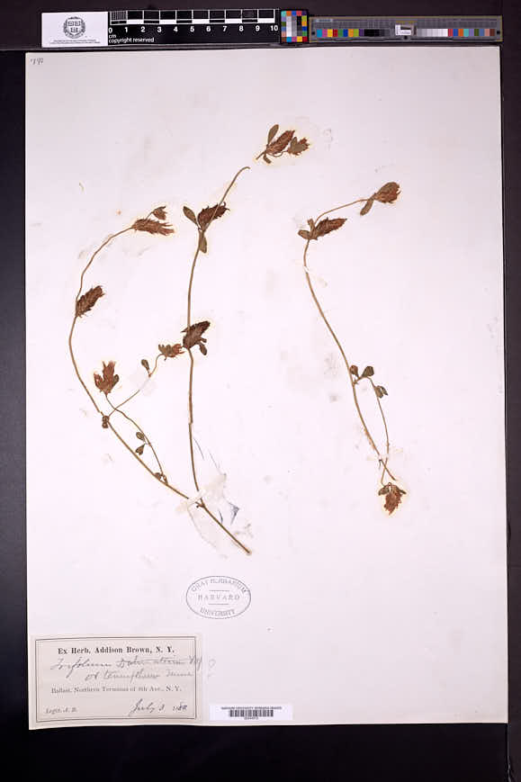 Trifolium tenuifolium image