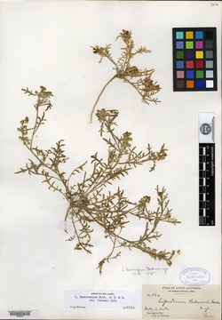 Lepidium palmeri image