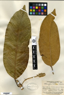 Citharexylum montanum image