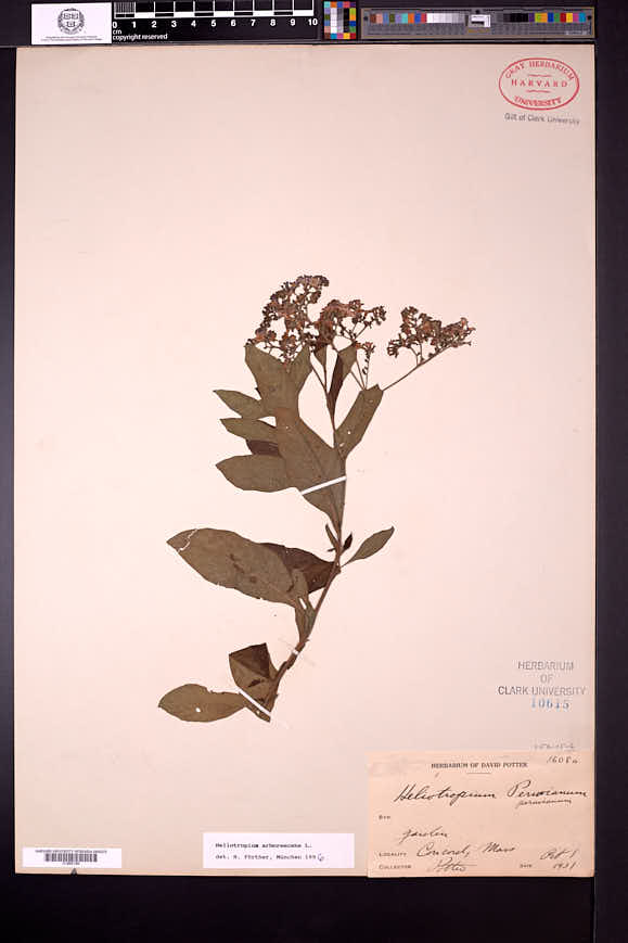 Heliotropium arborescens image