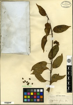 Marsdenia fusca image