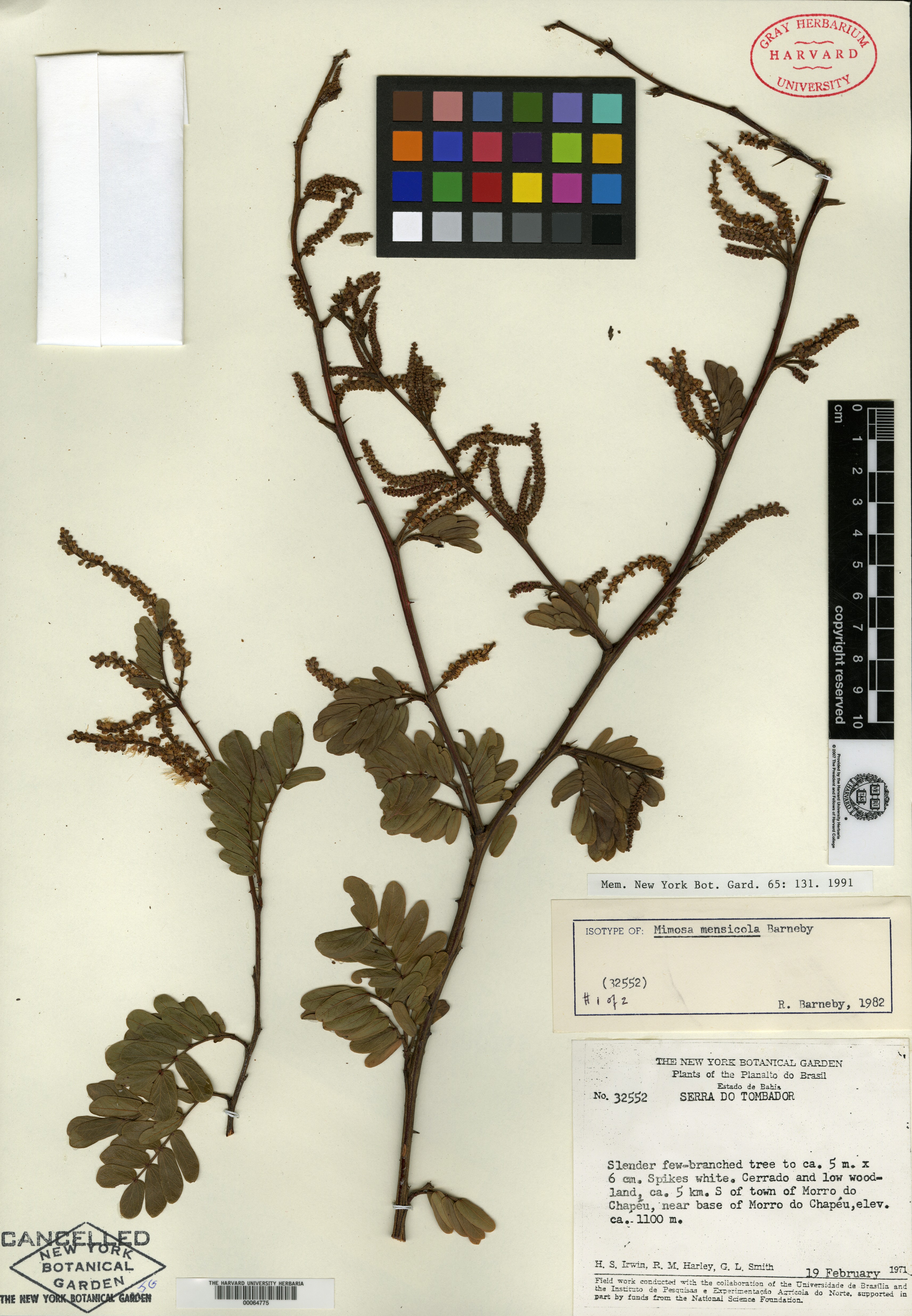 Mimosa myriophylla image