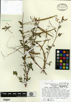Cleome costaricensis image