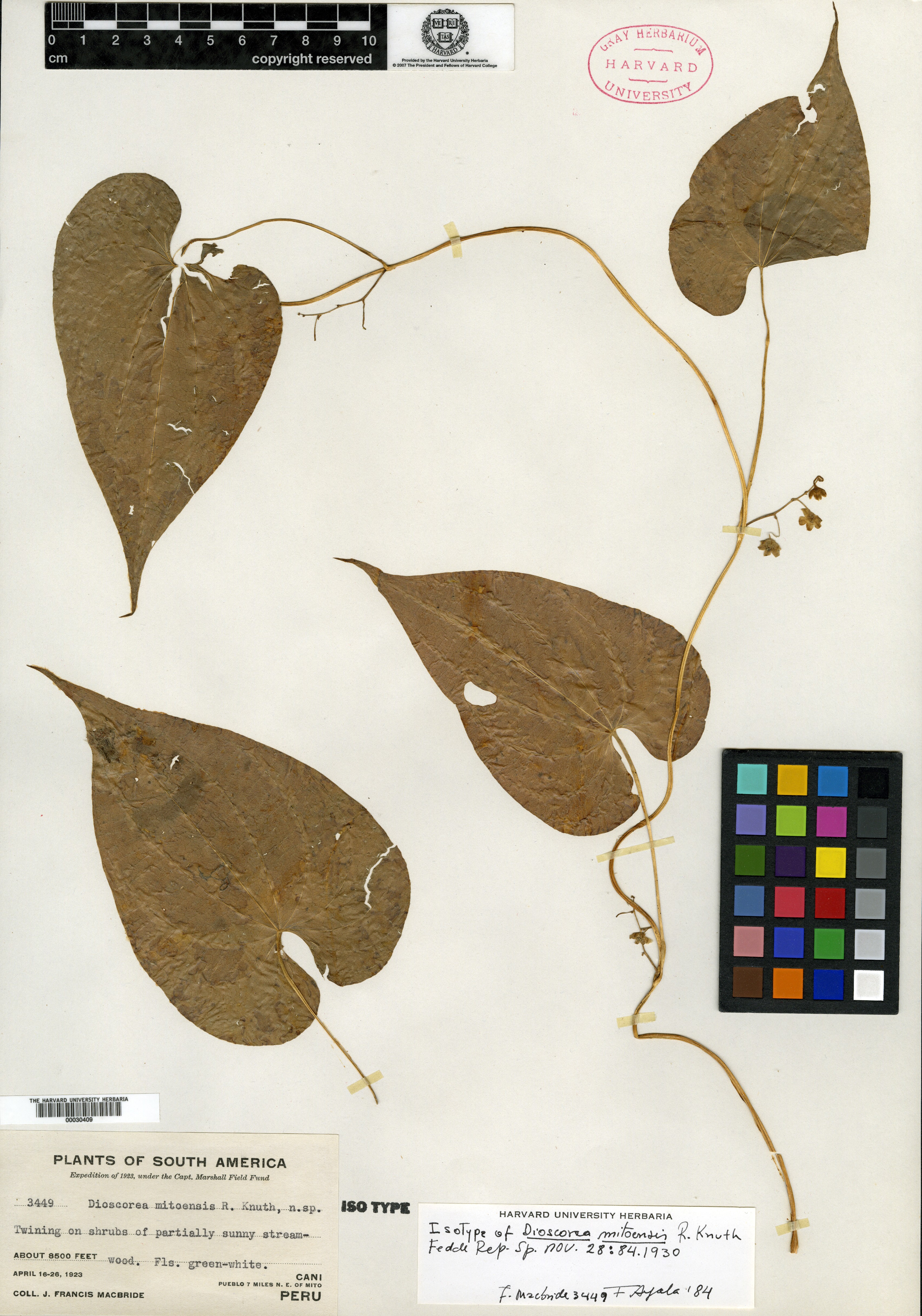 Dioscorea pedicellata image