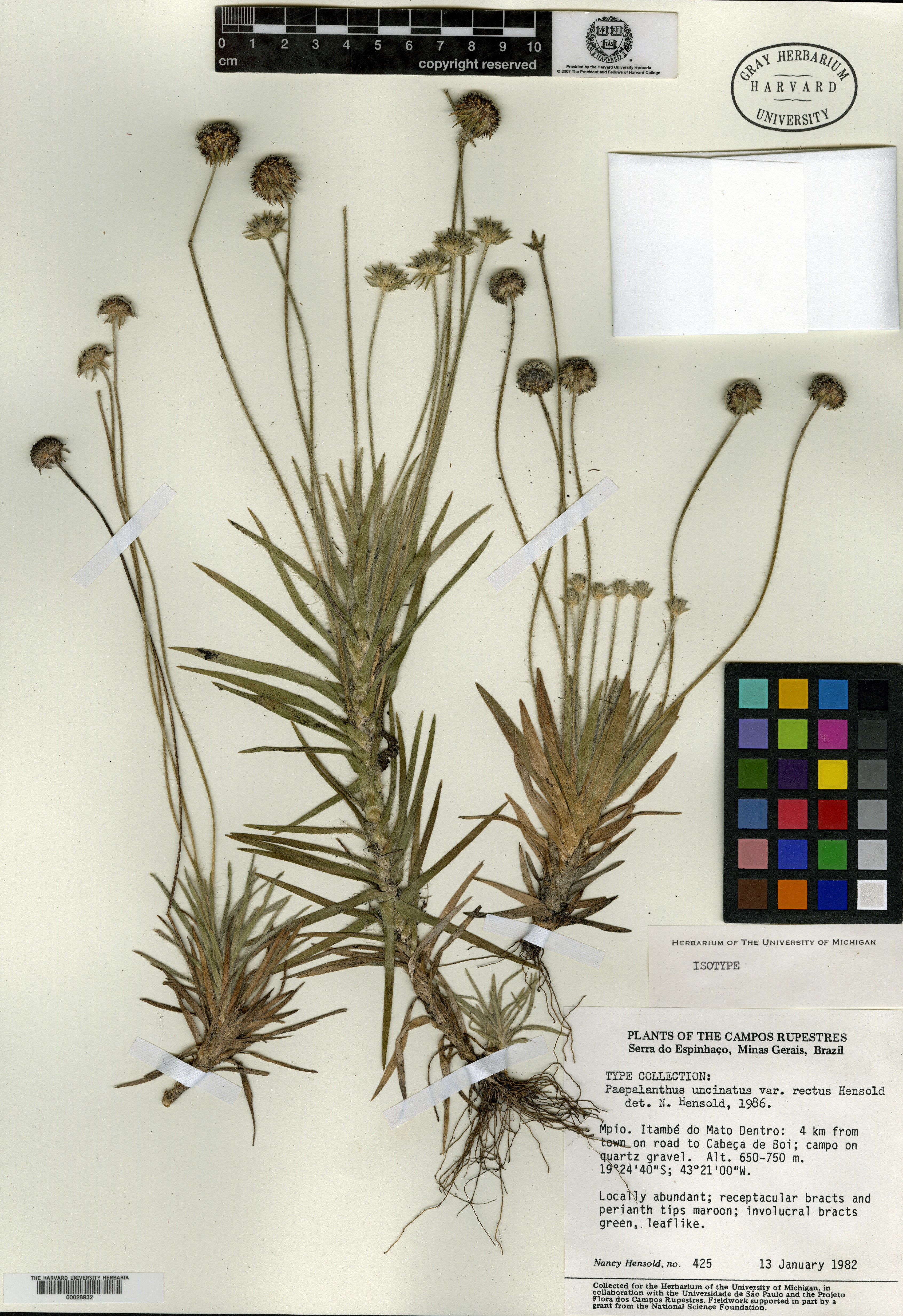 Syngonanthus gracilis image
