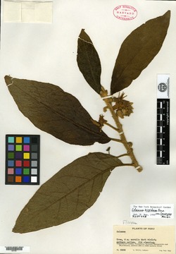 Solanum hispidum var. ferreyrae image