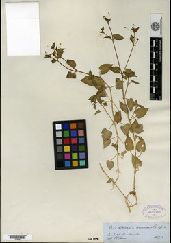Stellaria micrantha image
