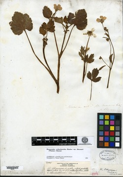 Ranunculus bloomeri image