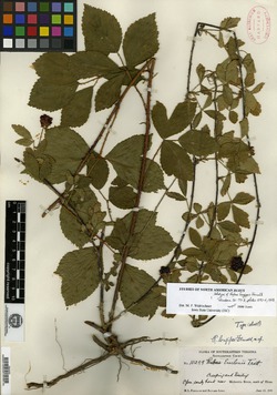 Rubus longipes image