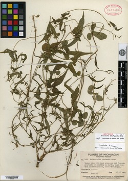 Aristolochia mutabilis image