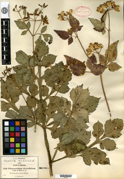 Prionosciadium diversifolium image