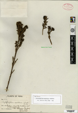 Arcytophyllum macbridei image