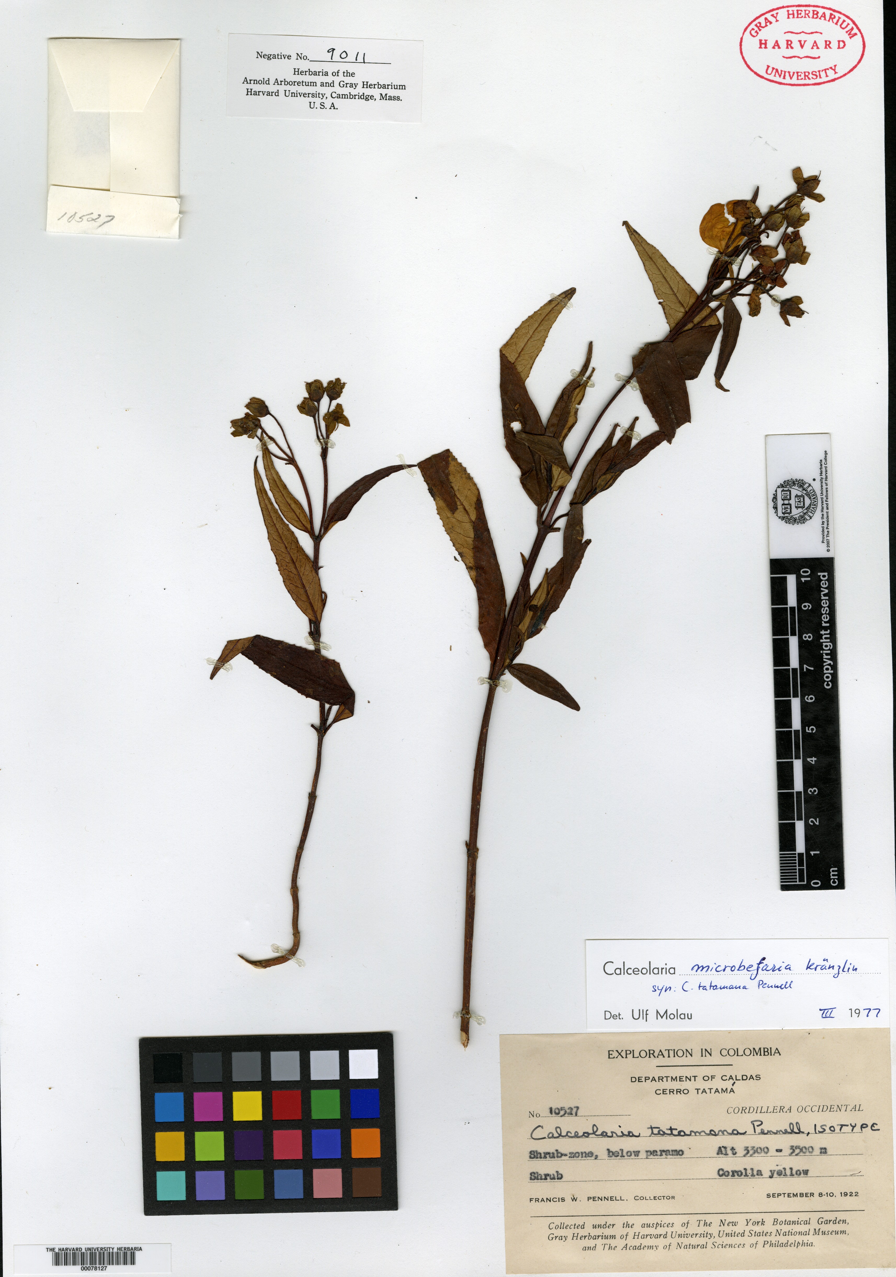 Calceolaria microbefaria subsp. tatamana image