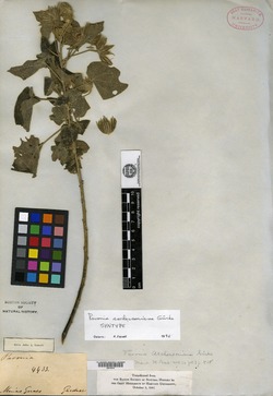 Pavonia aschersoniana image