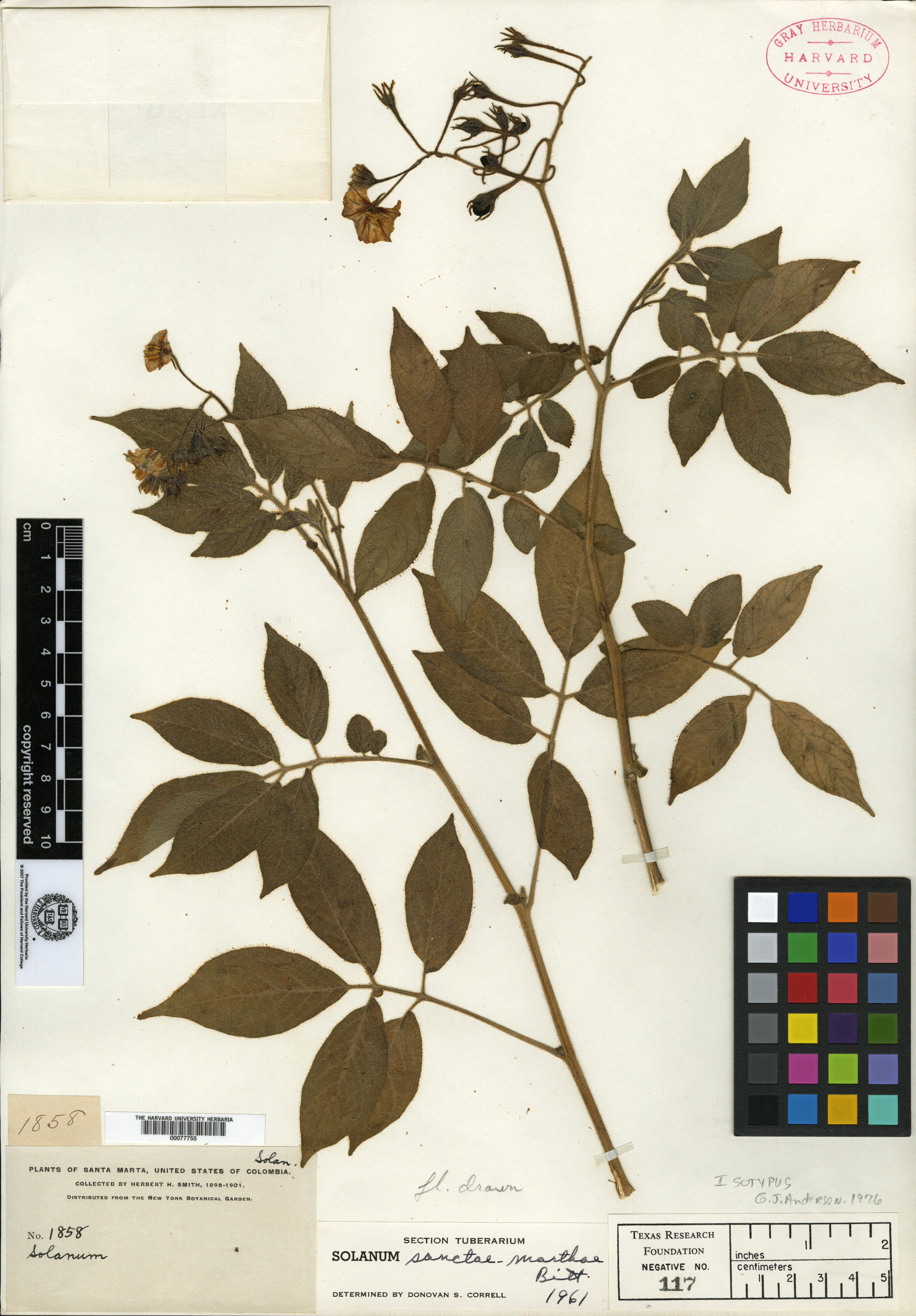 Solanum sanctae-marthae image