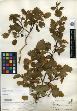 Crataegus densiflora image