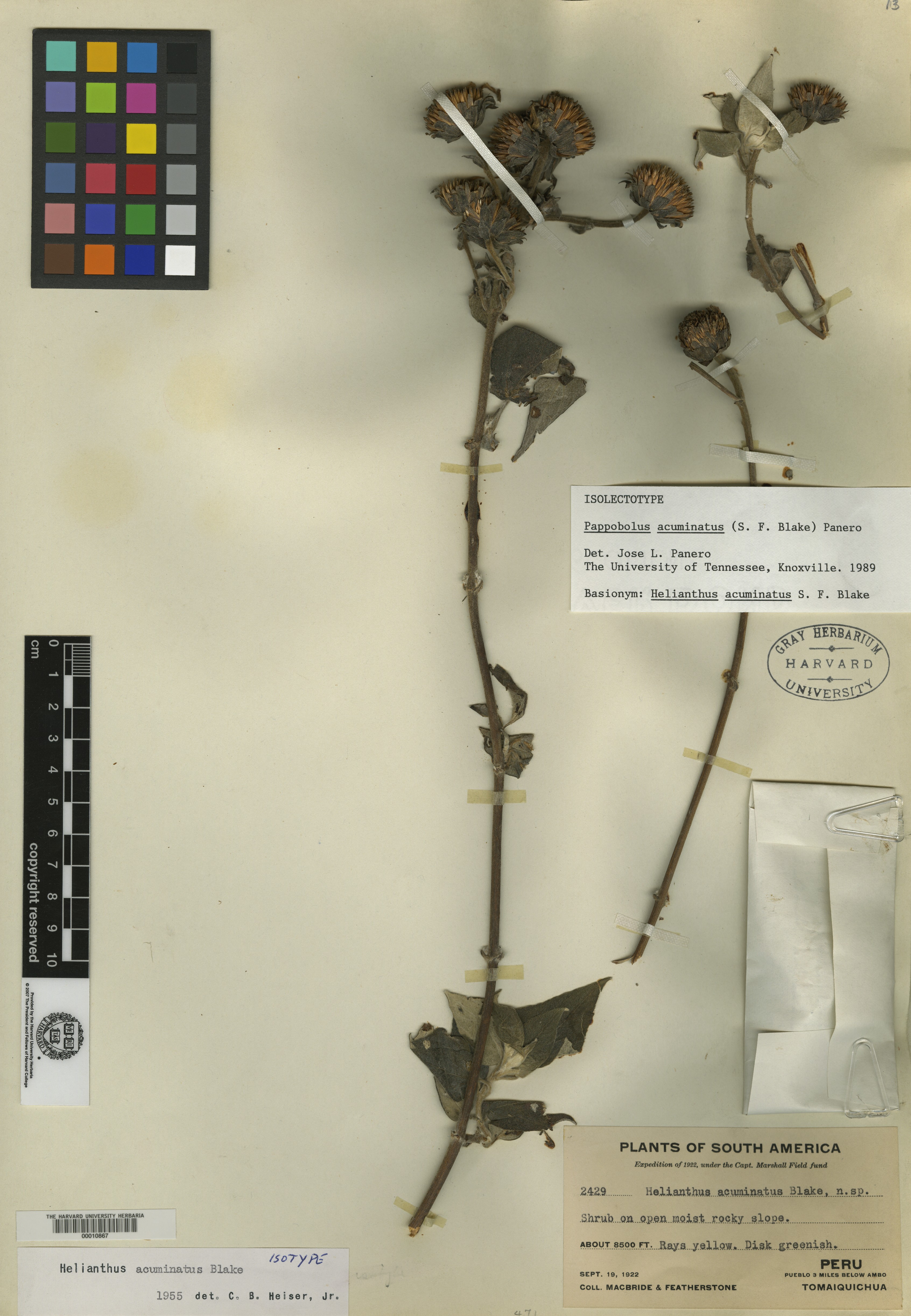 Helianthus acuminatus image