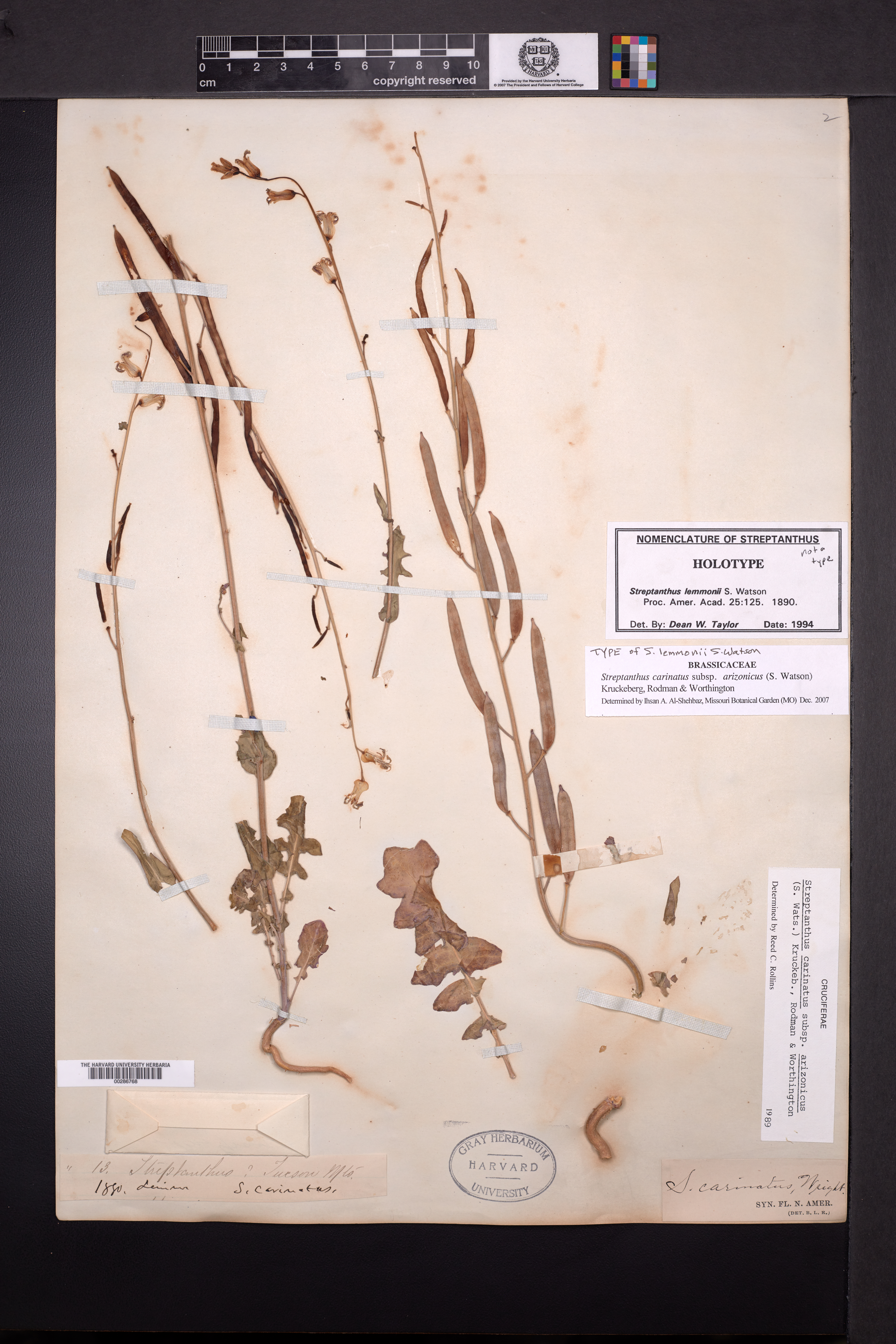 Streptanthus lemmonii image