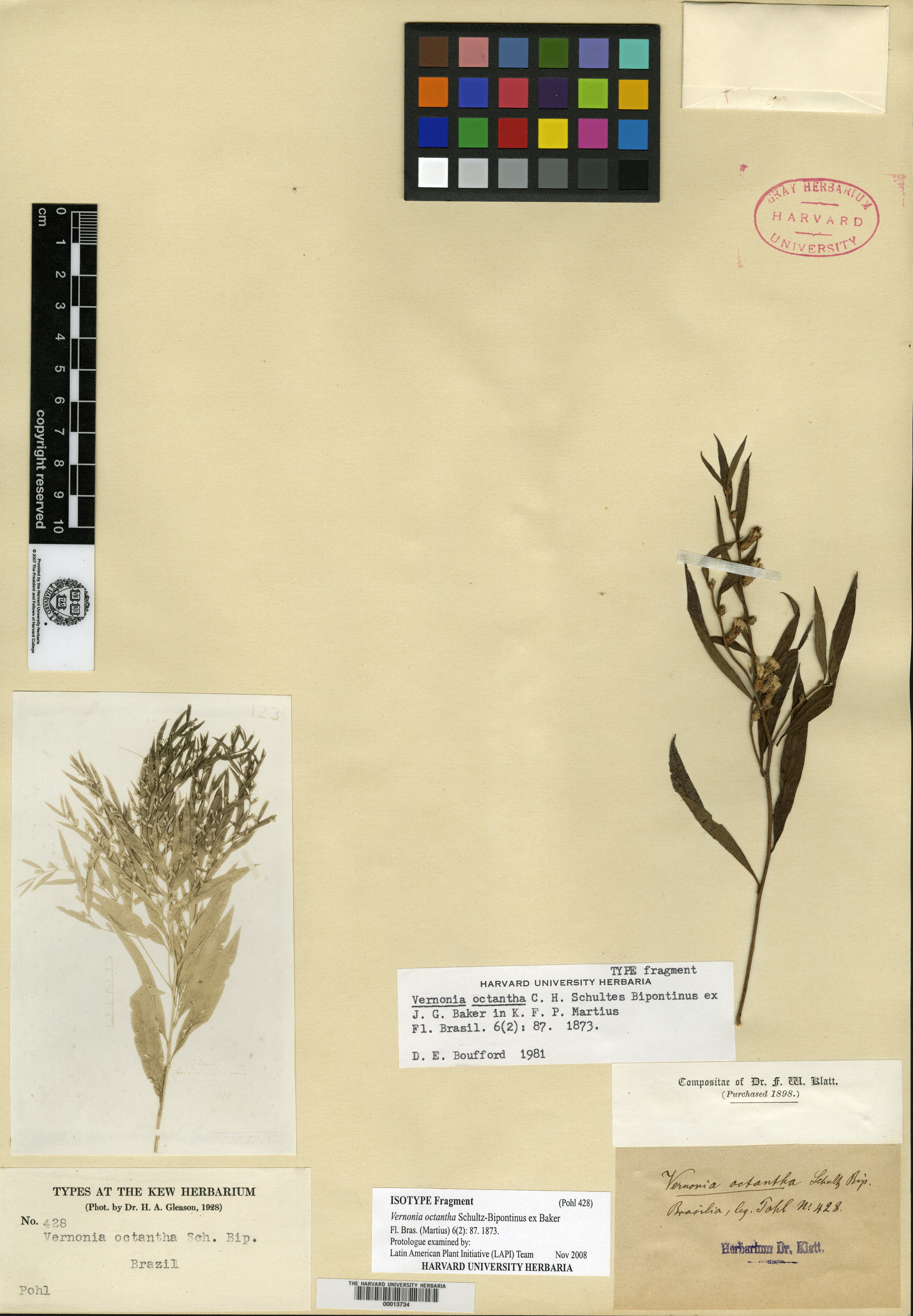 Lessingianthus octanthus image