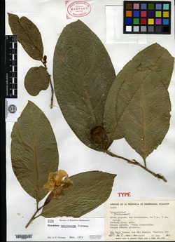 Brunfelsia macrocarpa image