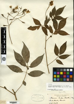 Solanum sanctae-marthae image